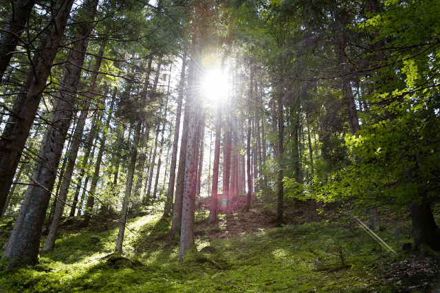 Wald_Waldfoto_Tiffen_Saegewerk_Kaernten_WEB-34